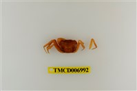 藏品(衰弱幽靈蟹)的圖片